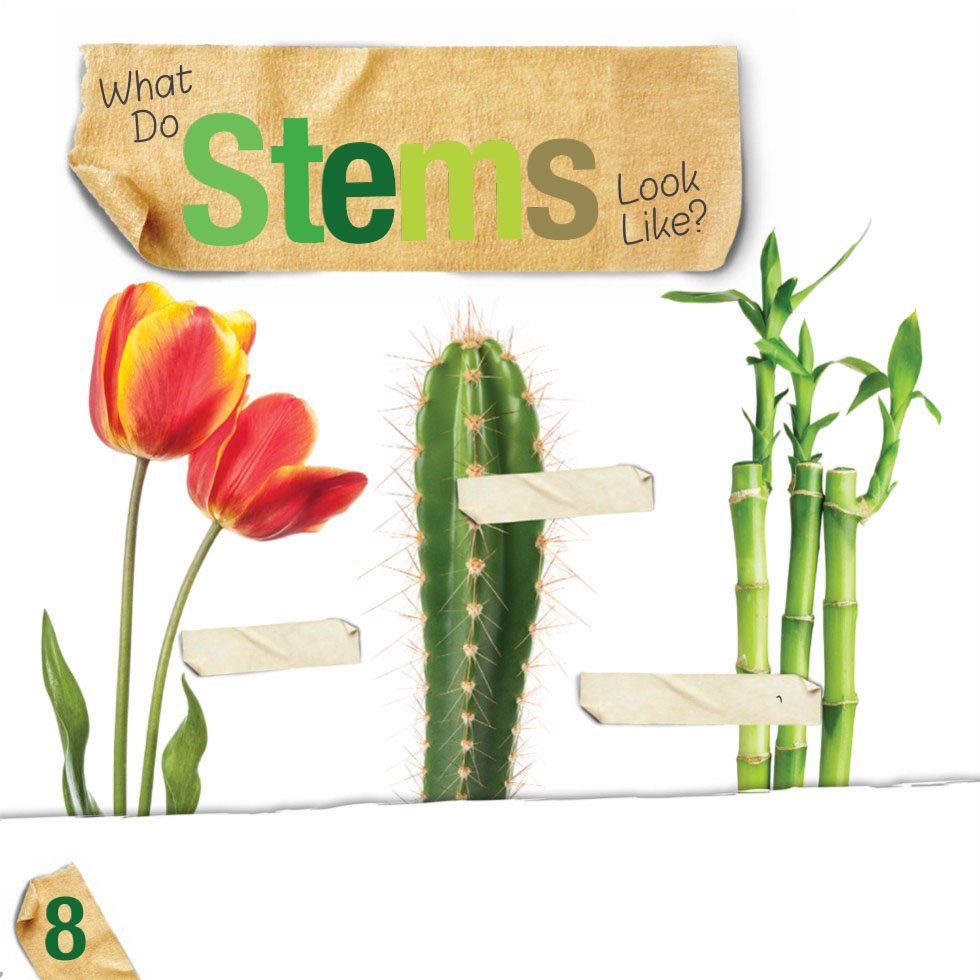 What Do Stems Look Like Stems come in many different shapes and sizes - photo 10