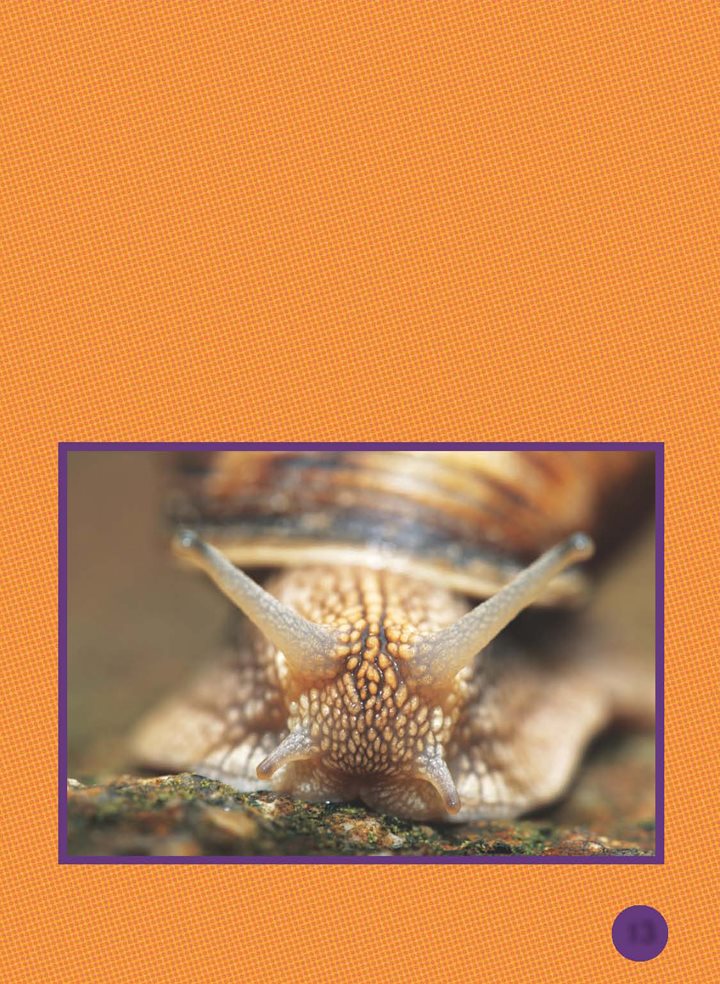 At the front of the foot is the head Most land snails have four tentacles - photo 14