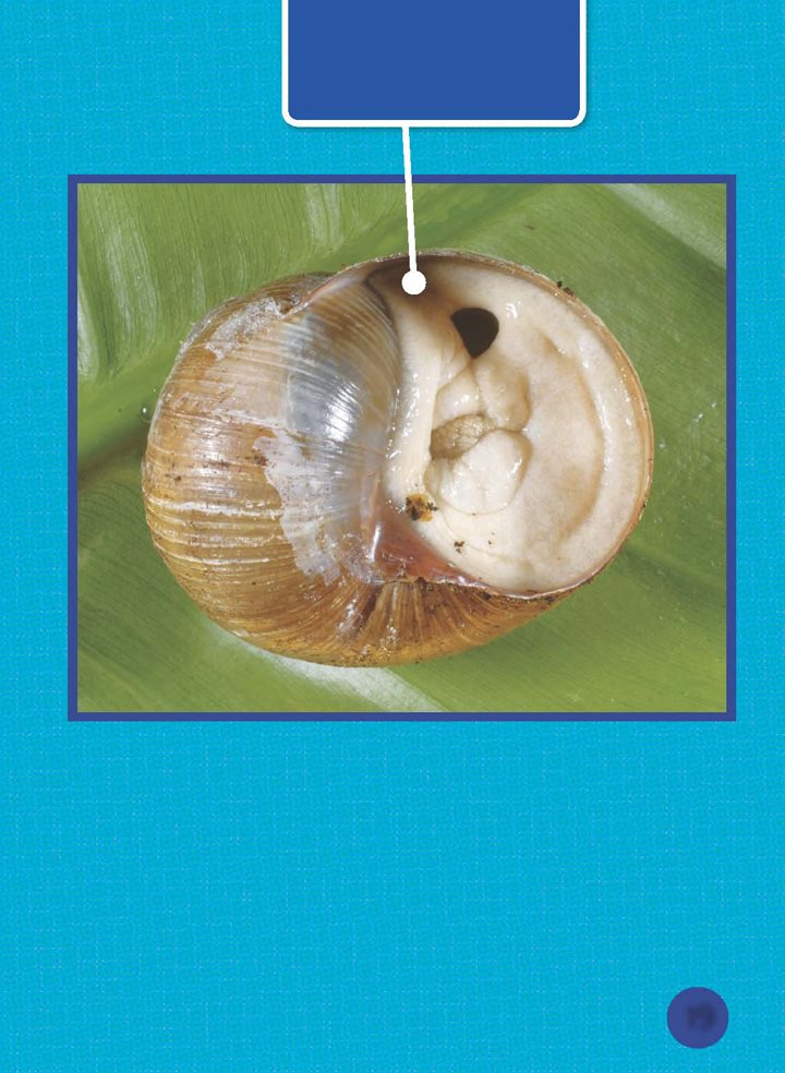 This garden snail is ready to hibernate Some land snails hibernate in the - photo 20