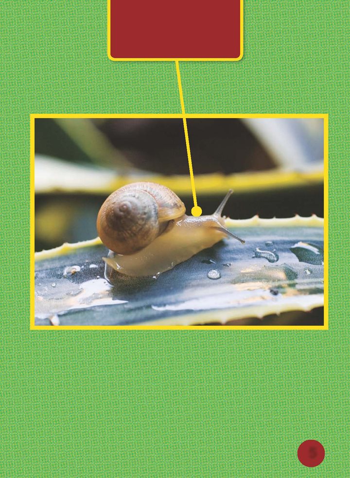 This snail moves slowly along a leaf Snails have soft slimy bodies On - photo 6