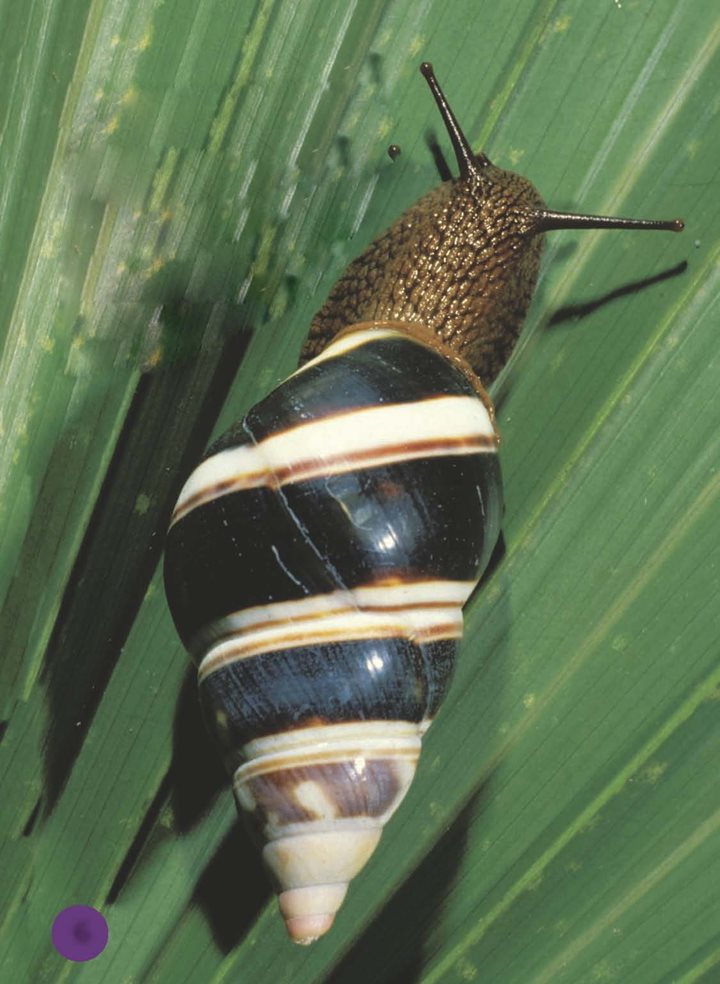 Many snails have round spiral shells Some snails have shells that are - photo 7