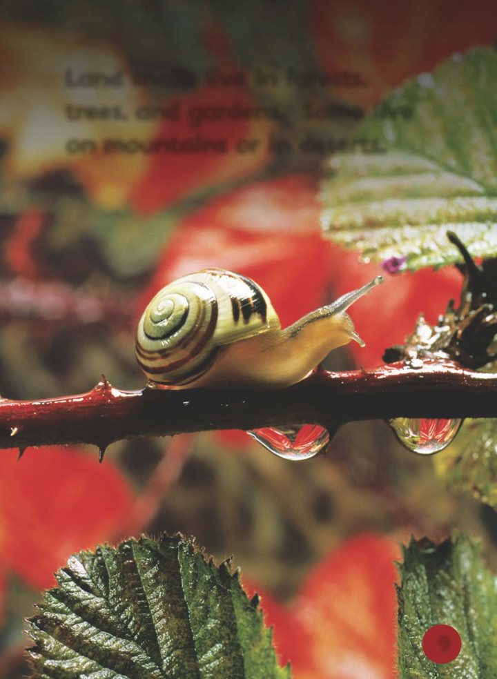 Land snails live in forests trees and gardens Some live on mountains or - photo 10