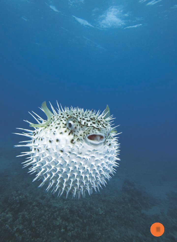 A porcupine fish puffs up when it is in danger Watchoutforitspointyscales - photo 12