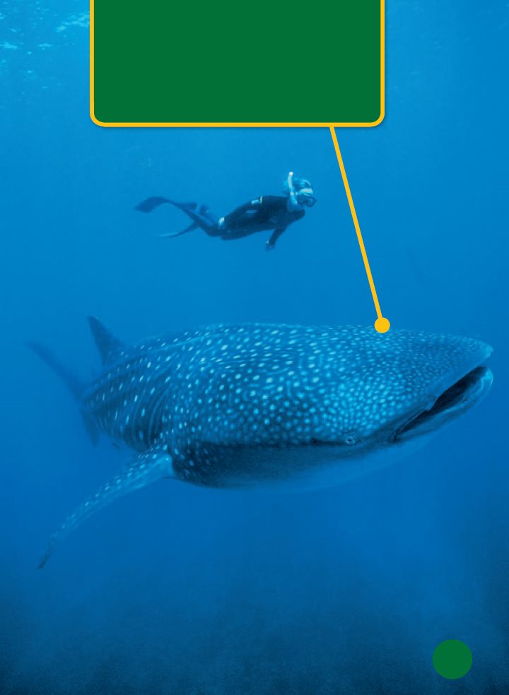 The whale shark is the worlds largest fish Like other fish its backbone - photo 14