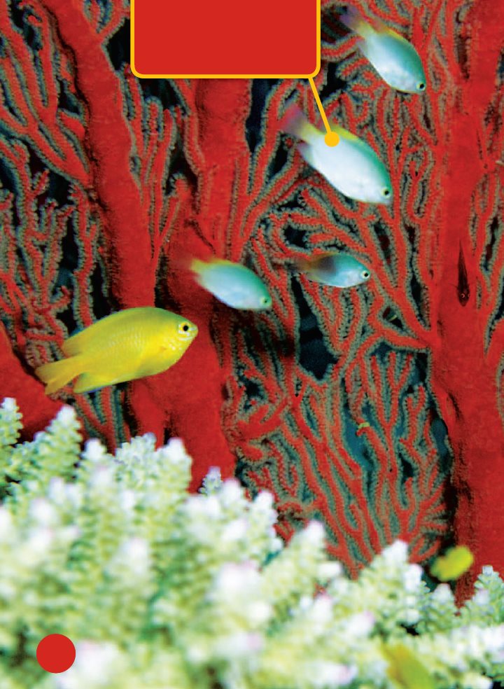 Fish look for food on a coral reef Staying Safe Many animals eat - photo 17