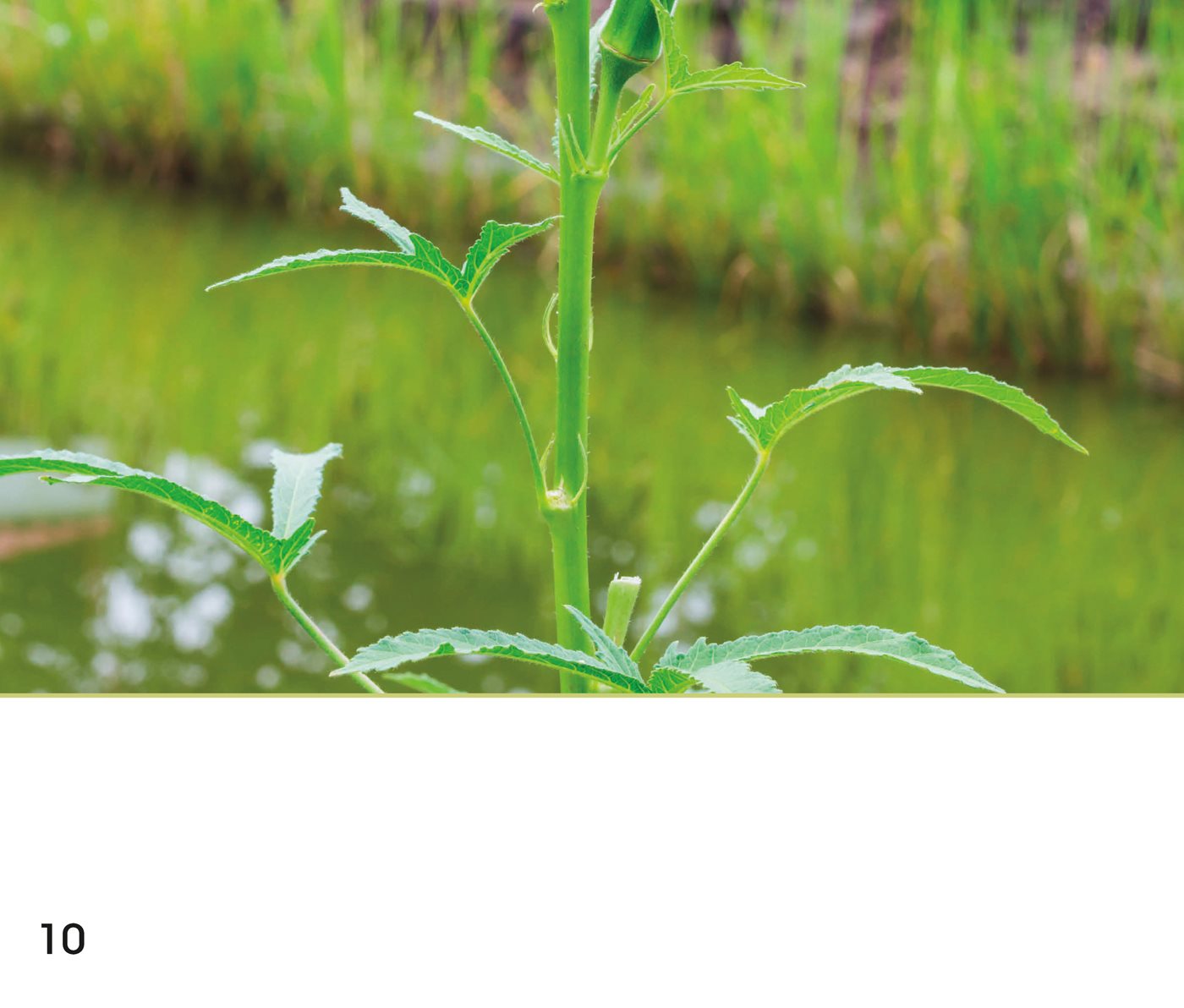 Stems move water and food around a plant Flowers and leaves grow - photo 11