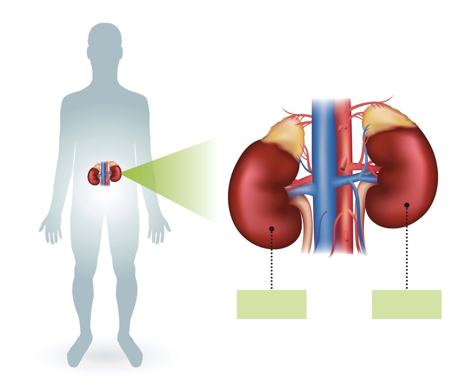 kidney kidney A gland called the sugars If my bodys sugar is too - photo 19