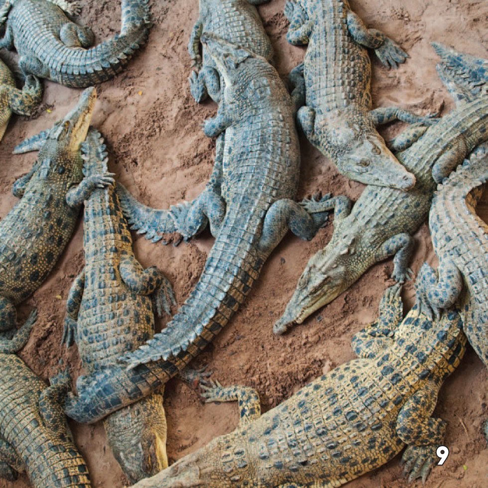 Meat Eaters Crocodiles eat meat They hide in water and wait for - photo 11