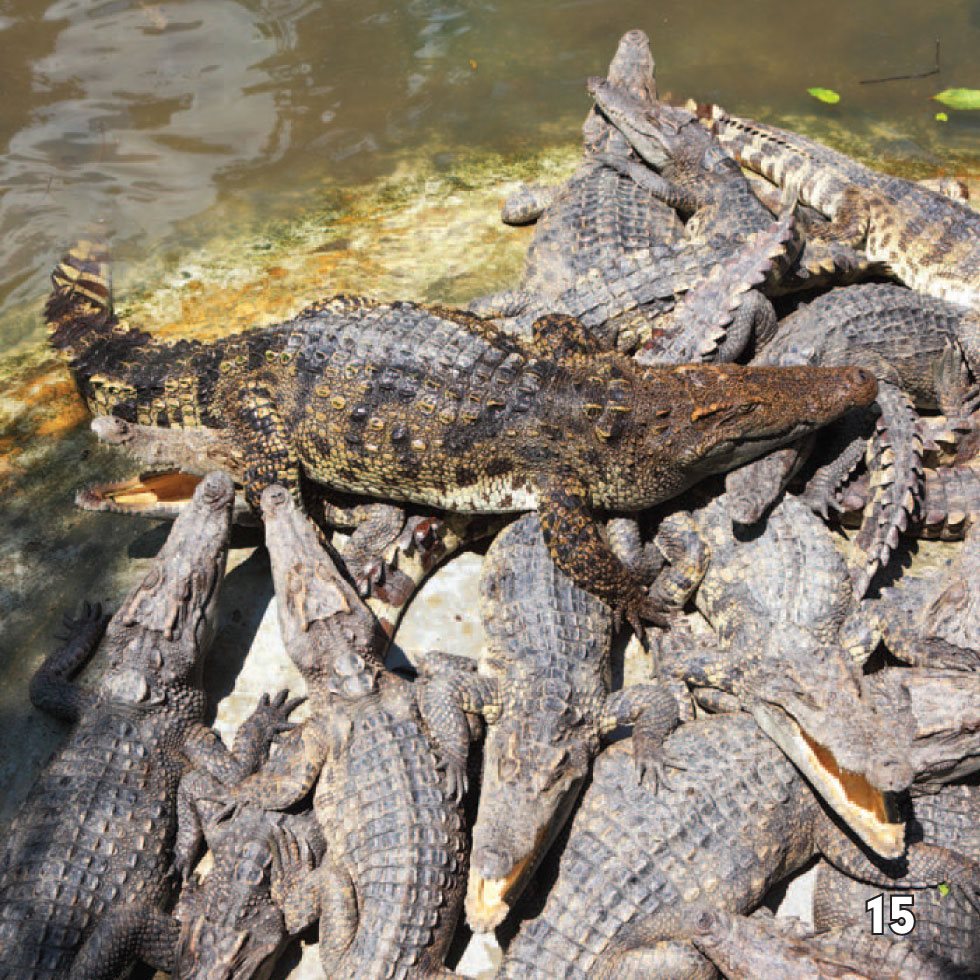 Croc Talk The crocodiles in a oat communicate with each other They - photo 17