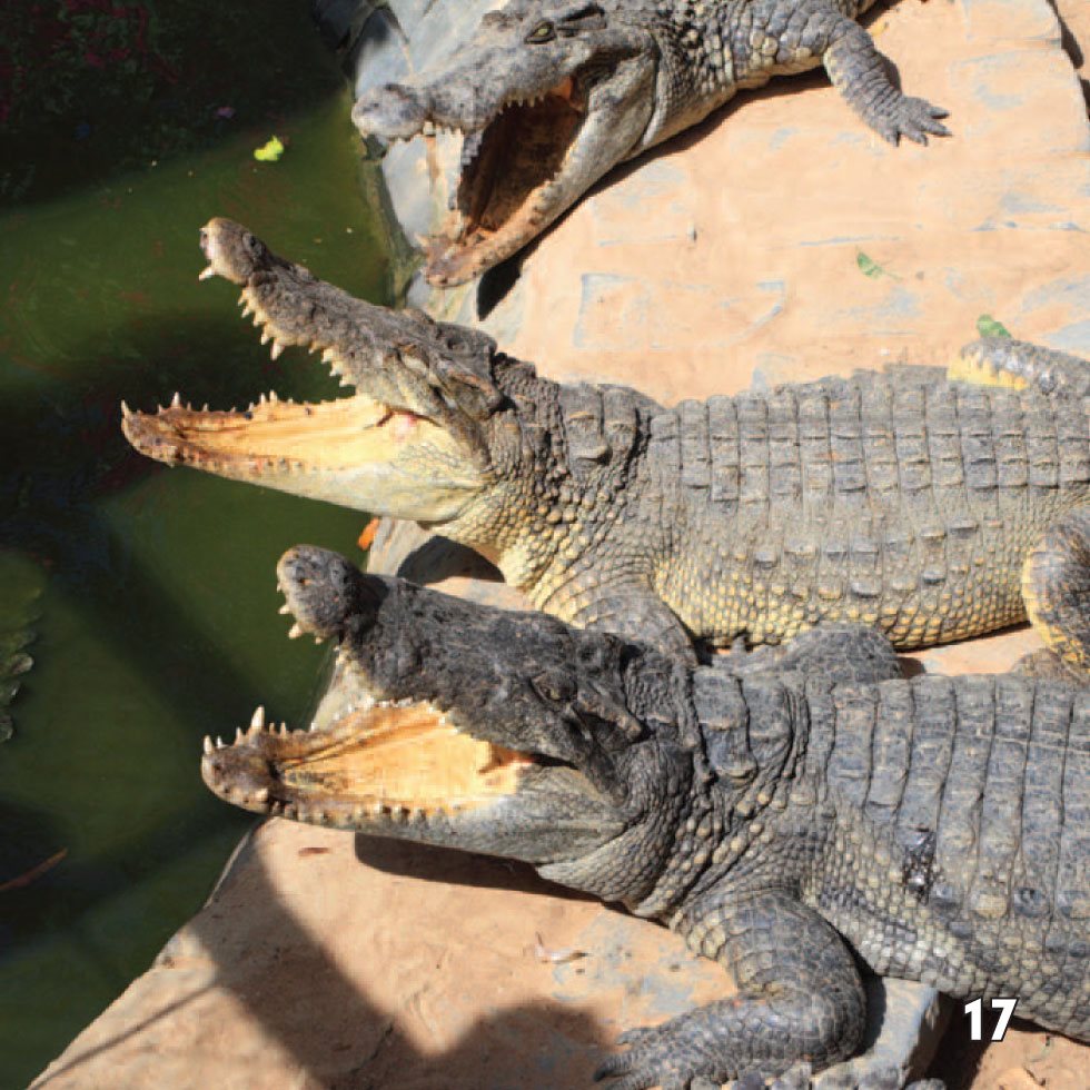 Baby Crocs Mother crocodiles lay eggs on land The babies squeak just - photo 19