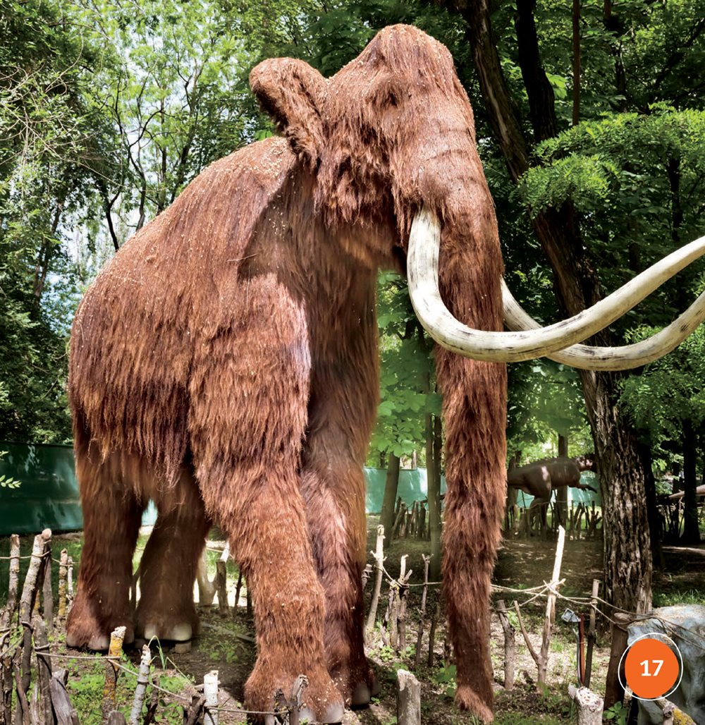 Early people hunted woolly mammoth They ate its meat - photo 17