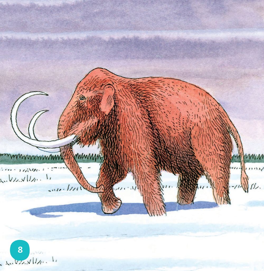 Woolly mammoths body was as big as an elephant But its ears were smaller - photo 8