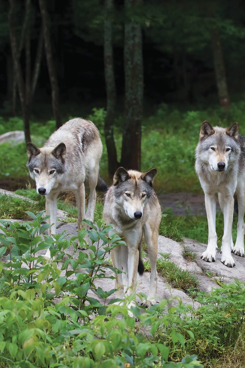 Where would you live Wolves live all over the northern part of the world - photo 7