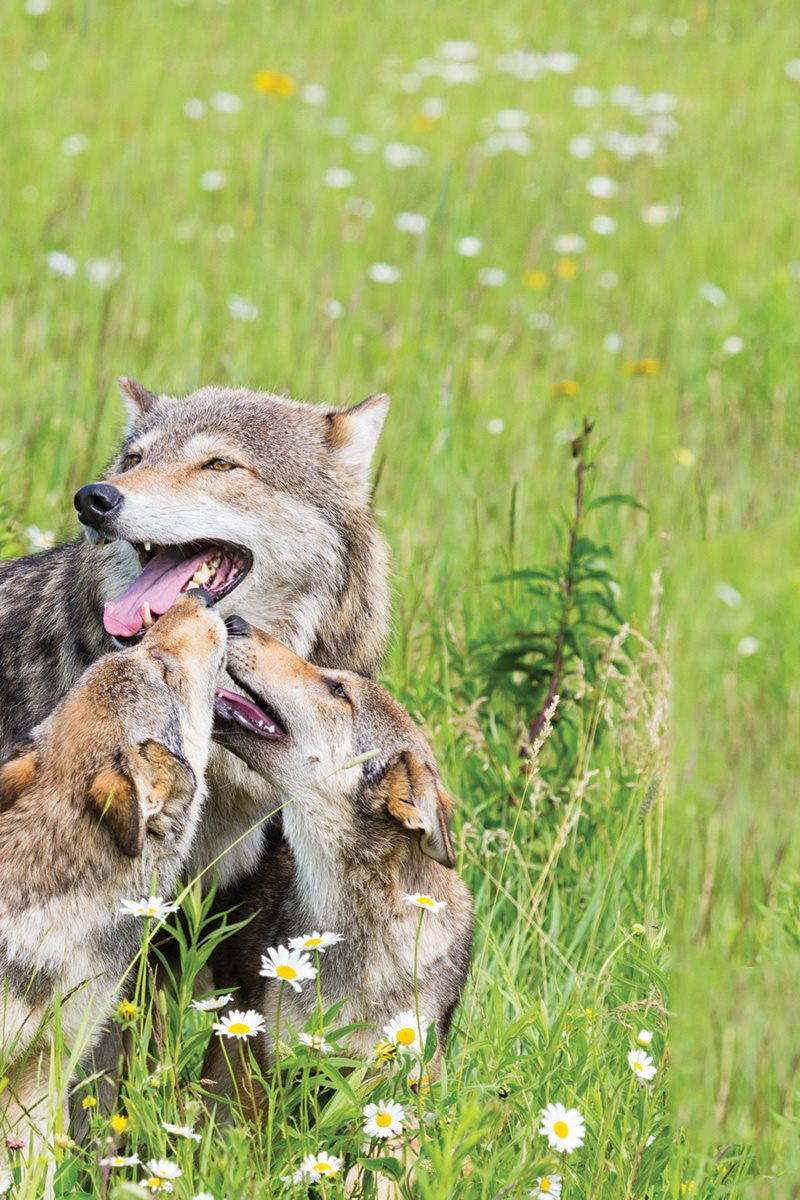 How would you learn to be a wolf Wolf pups watch adult wolves and copy - photo 14