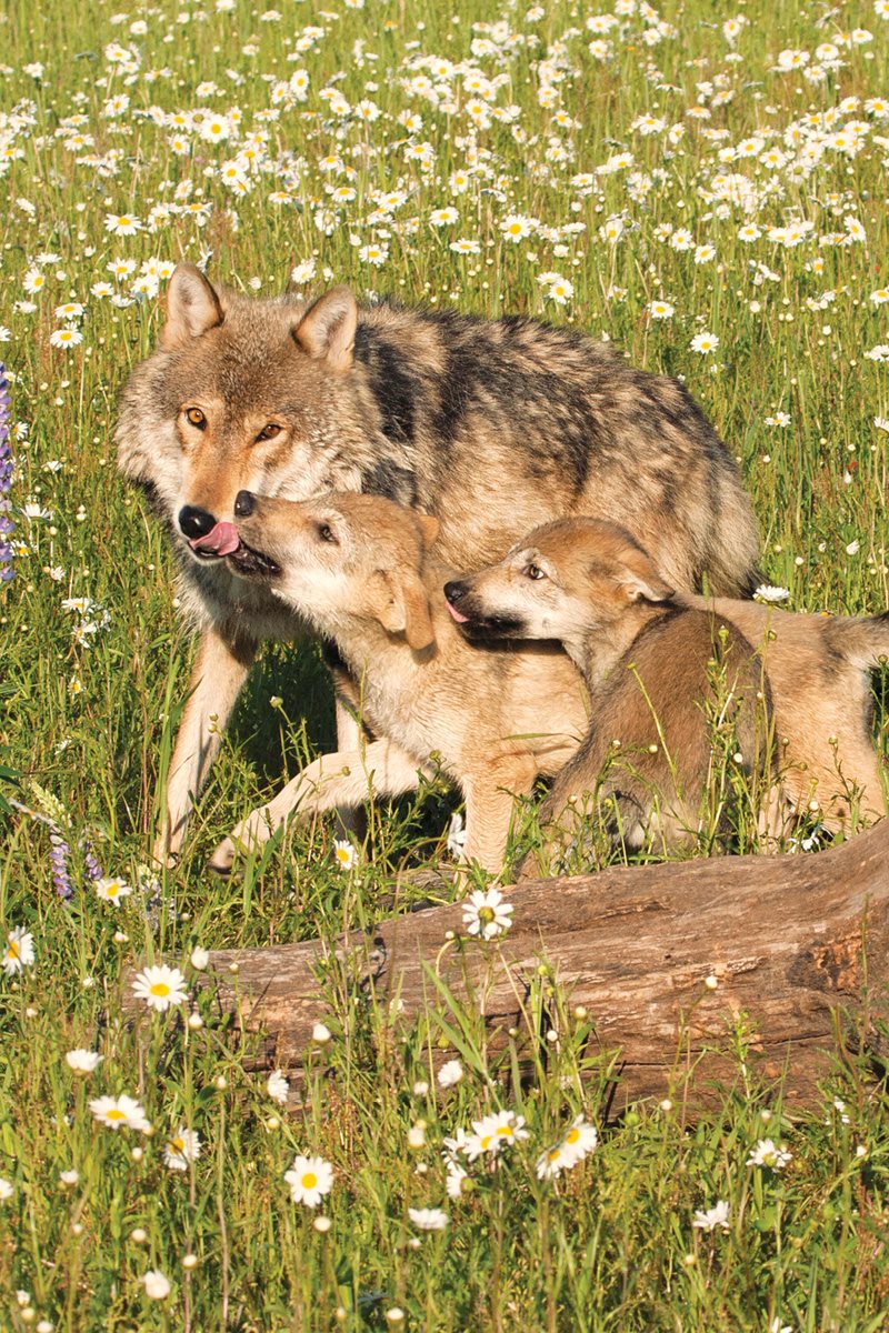 How would you learn to be a wolf Wolf pups watch adult wolves and copy - photo 15