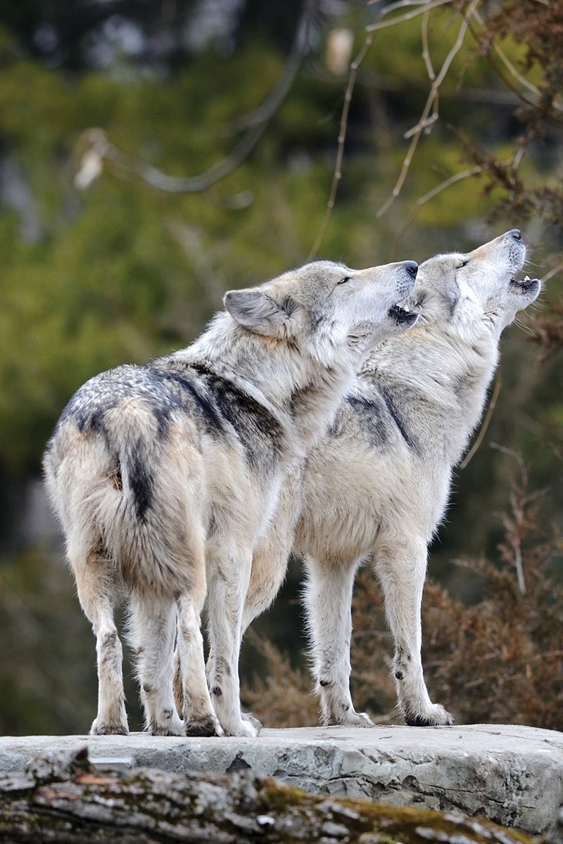 How would you talk When wolves have something to say they lift their noses - photo 21