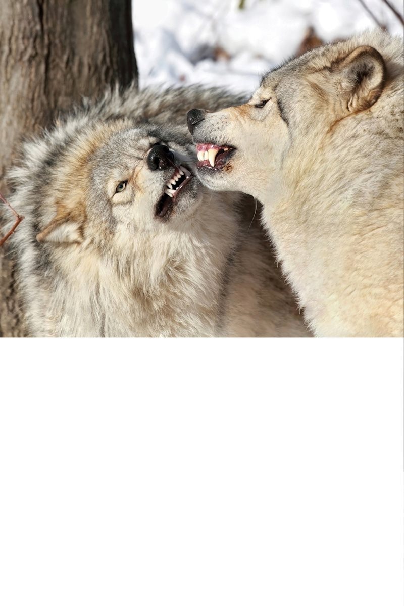 Wolves talk with their bodies too A wolf shows its teeth to say Leave me - photo 25