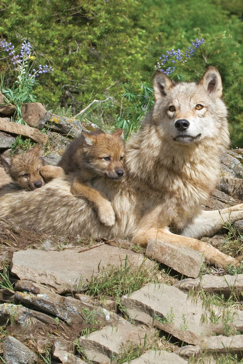 Being a wolf could be cool for a while But do you want to live outdoors - photo 29