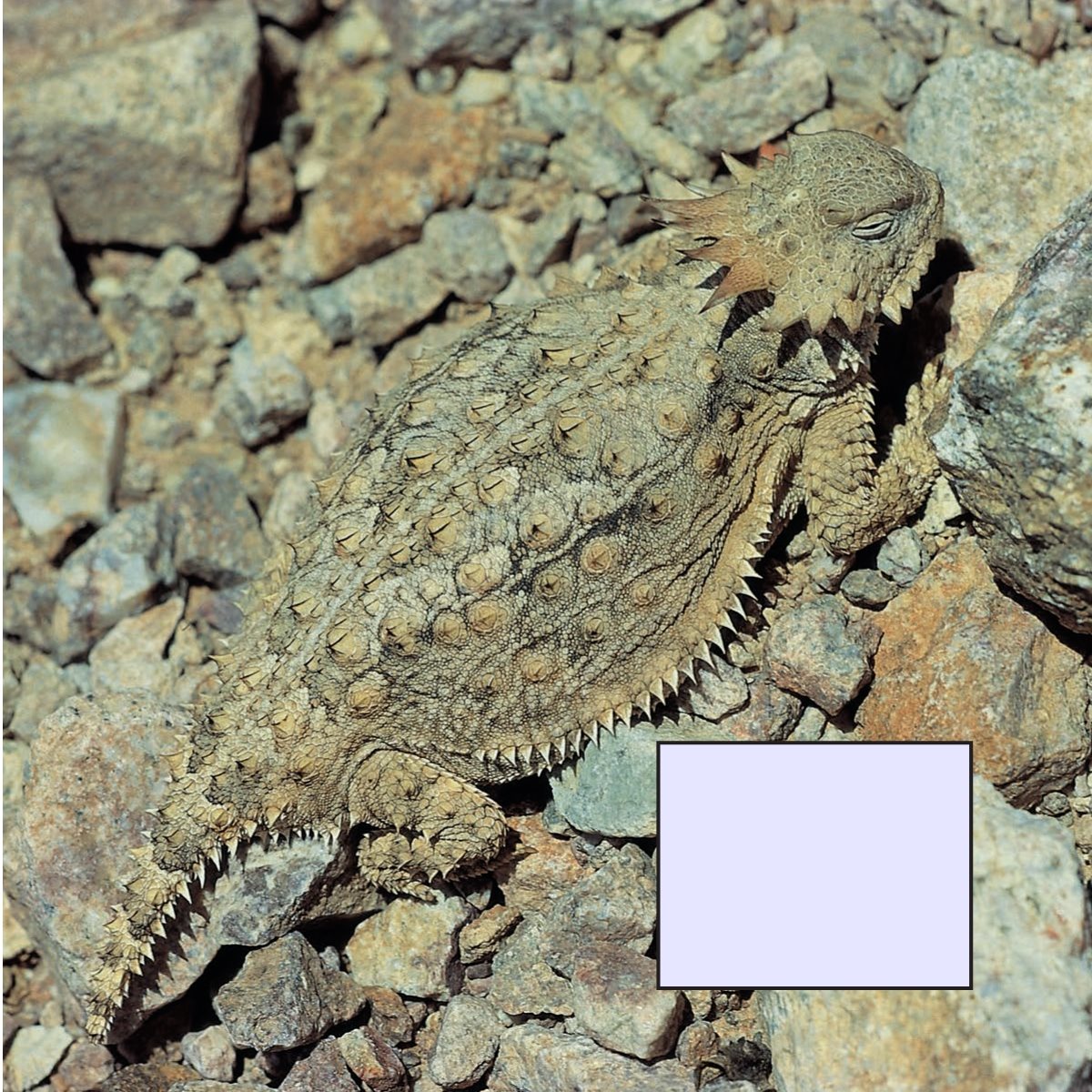 The horned lizard hides by looking like the desert floor Some animal - photo 15