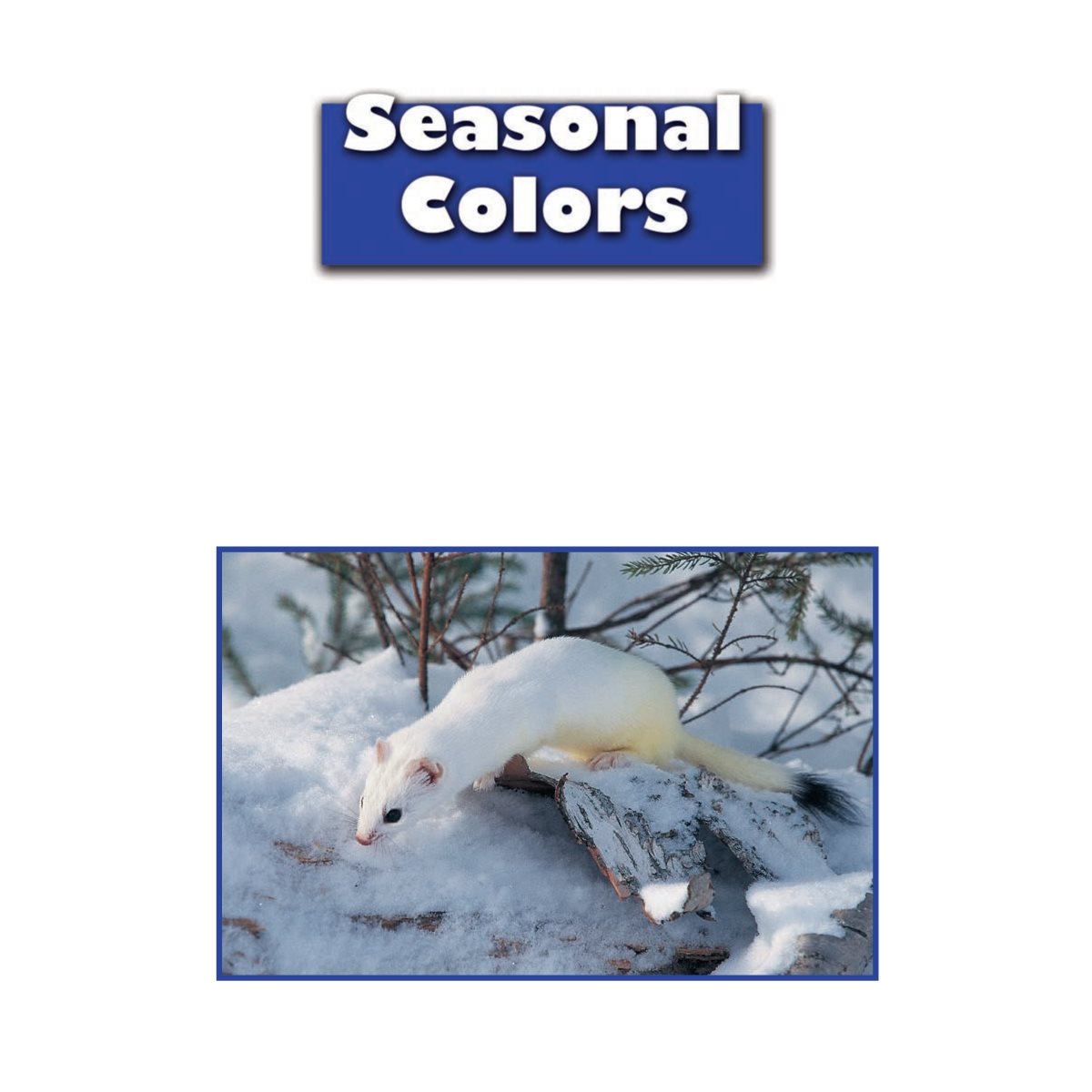 Some animals change colors with the seasons Their changing colors help them - photo 18