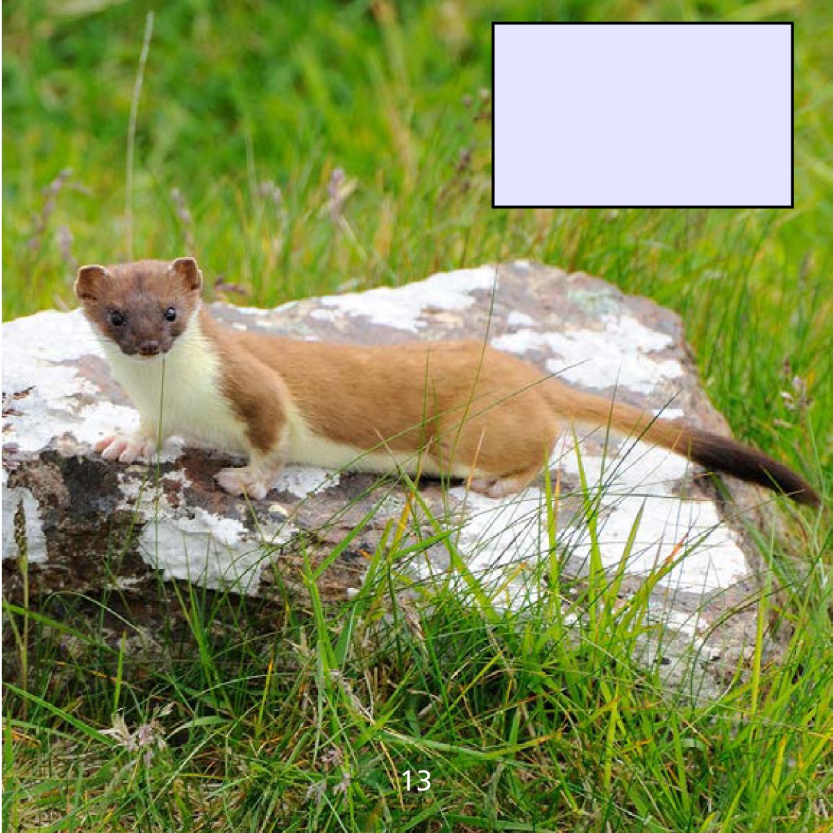 The short-tailed weasel has brown fur in summer and white fur in winter - photo 19