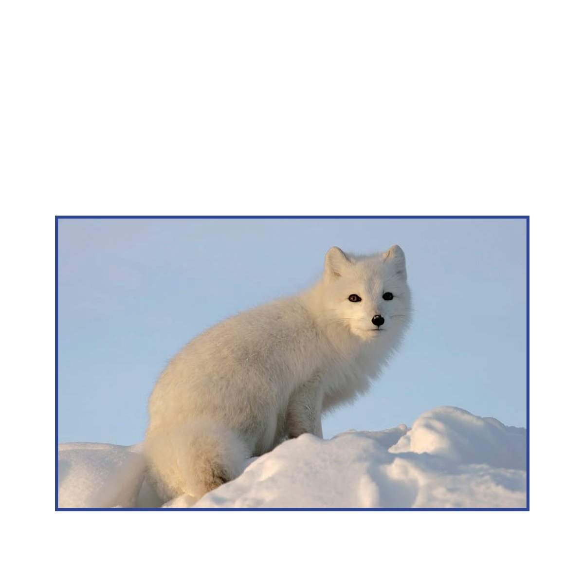 Several animals of the turn white in winter The arctic fox and are among them - photo 20