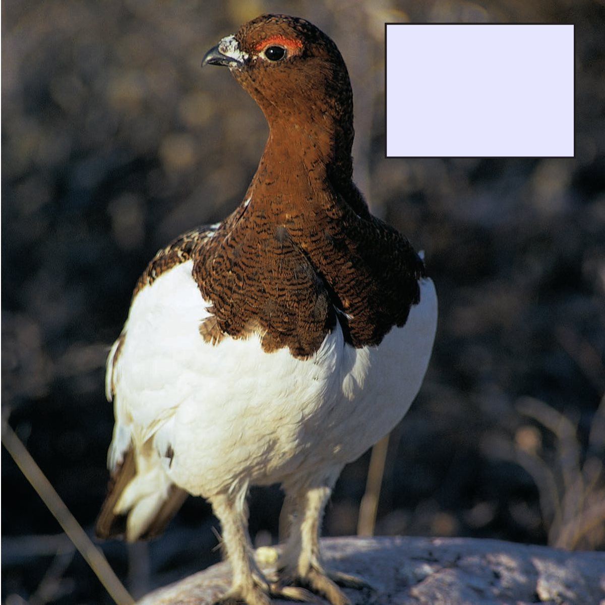 This ptarmigan is changing from winter colors to summer colors Certain - photo 21