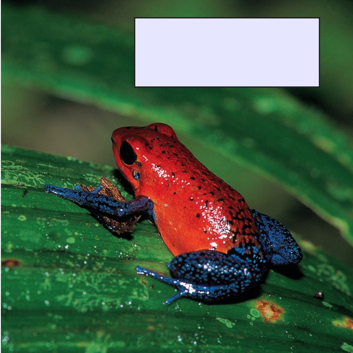 South American tribes take poison from some poison arrow frogs and use it on - photo 23