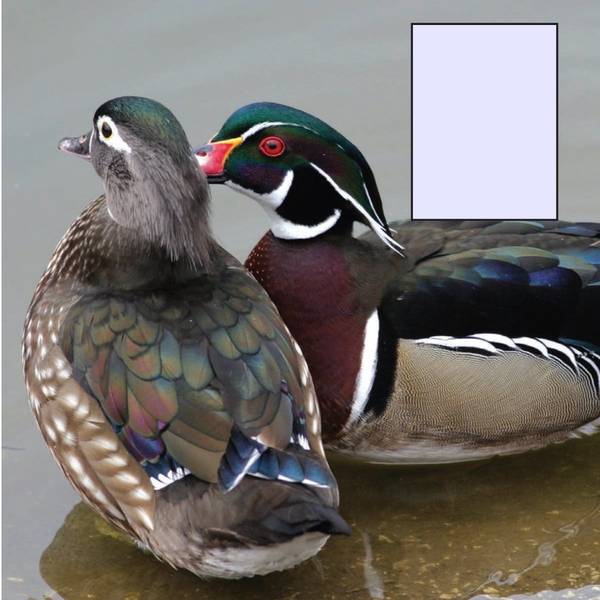 The bright feathers of a male wood duck help attract a Animal colors - photo 25