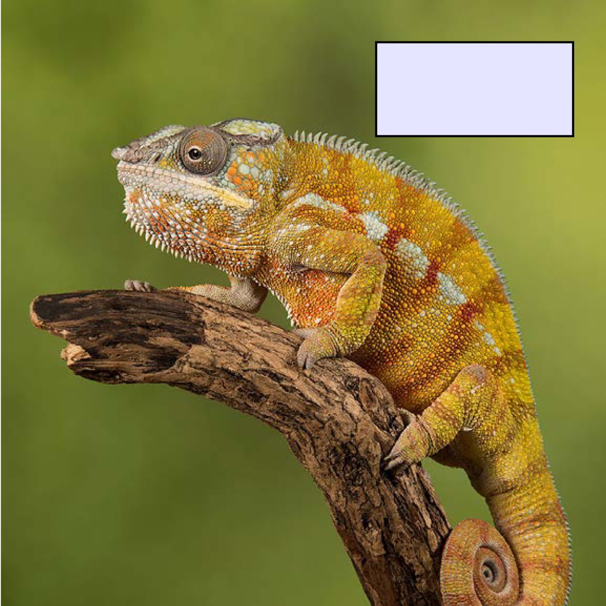 A chameleon changes colors as its mood changes ARK-tik the cold - photo 27