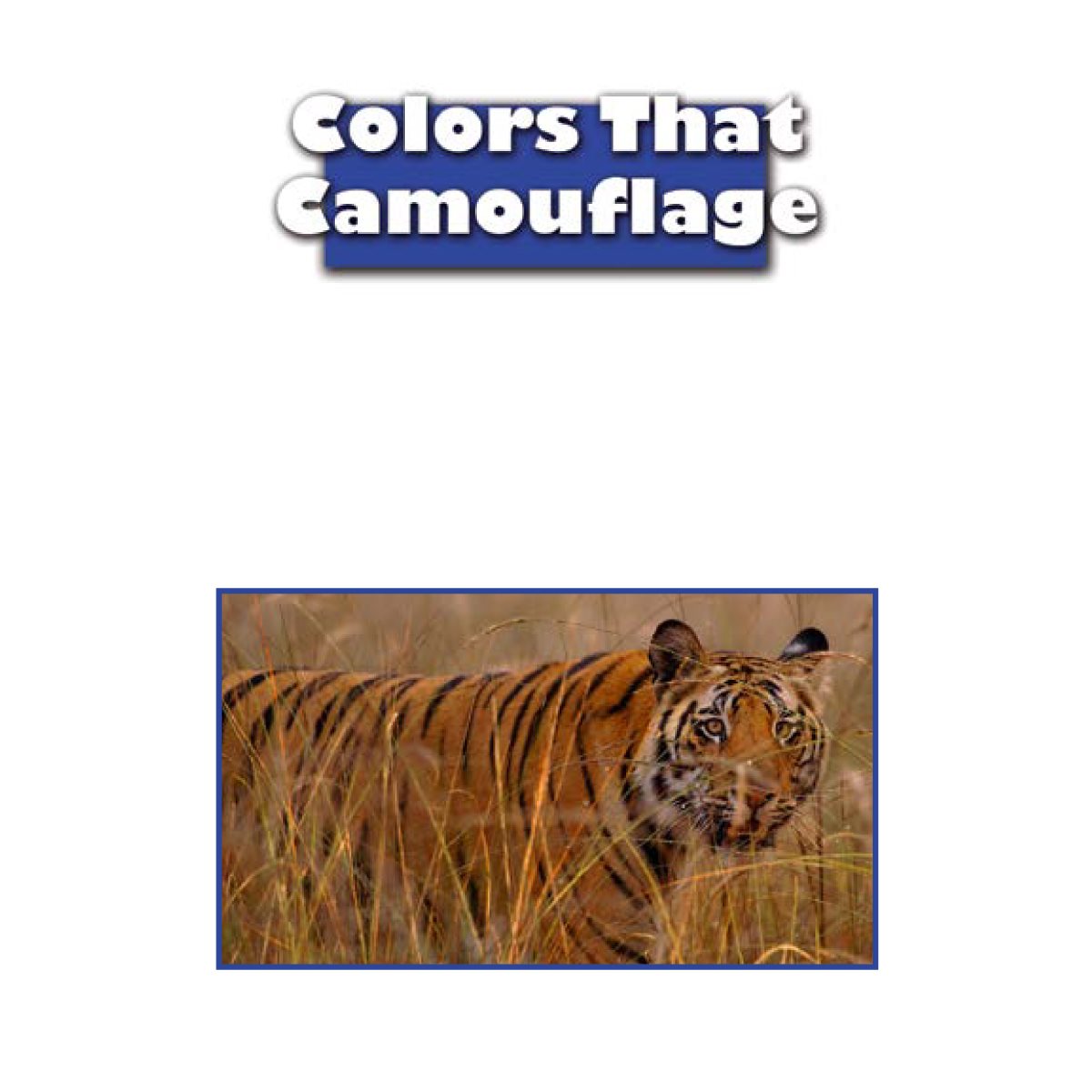 Many animals can use their colors as The animals color or shape looks like - photo 12