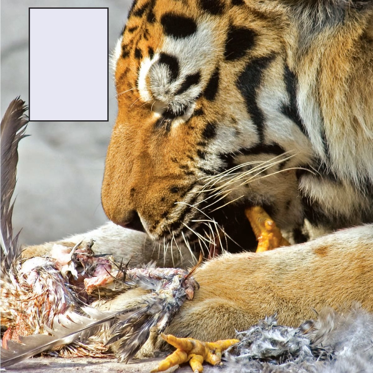 Striped fur helps the tiger hide and allows it to sneak up on Small - photo 13