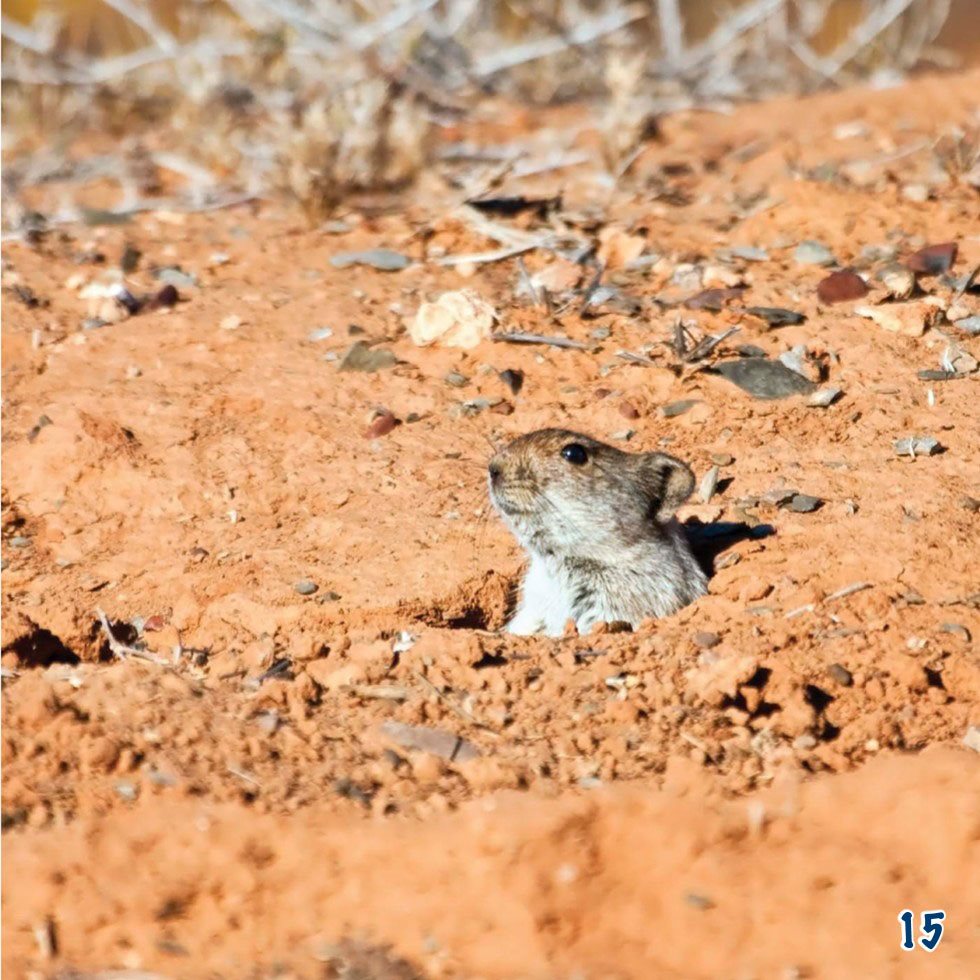 Jackrabbits follow the shade of plants as the day passes Some kinds - photo 17