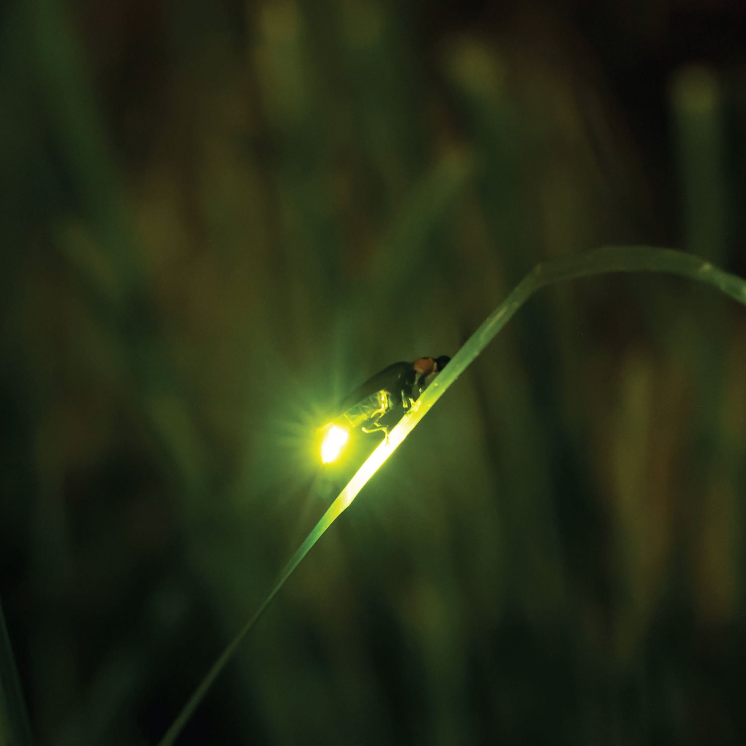 Fireies glow with bioluminescent light Matches candles light - photo 7