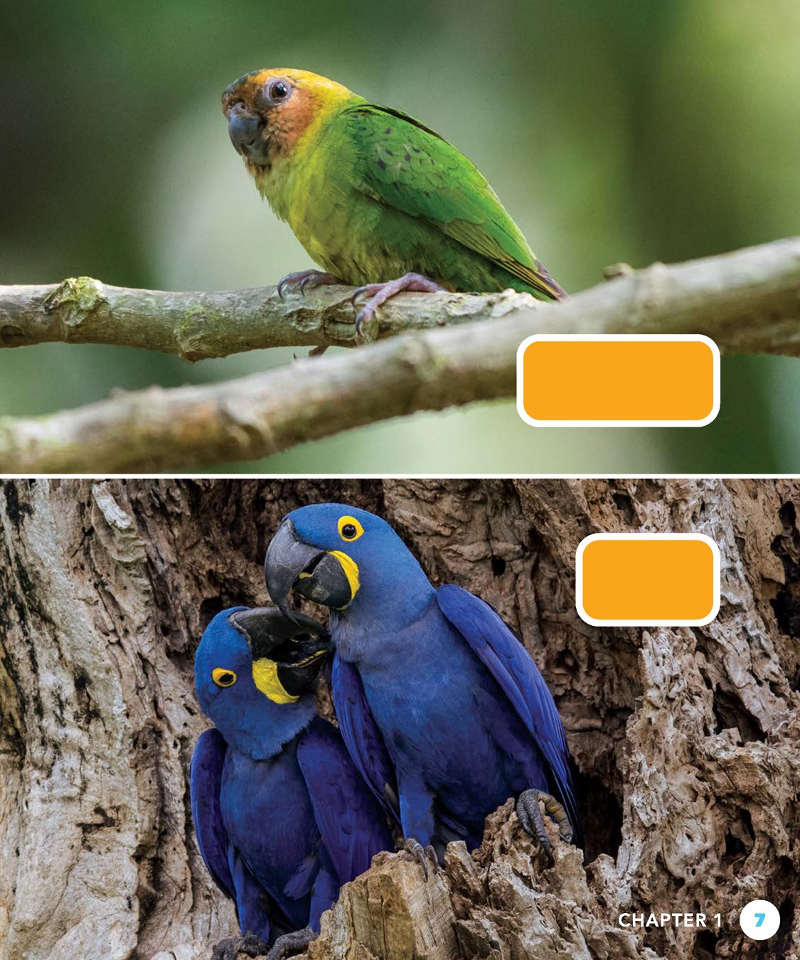 buff-faced pygmy parrot hyacinth macaws beak Parrots are Most eat - photo 7