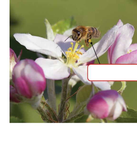 This bee is carrying pollen on its legs A bee flies from flower to - photo 17