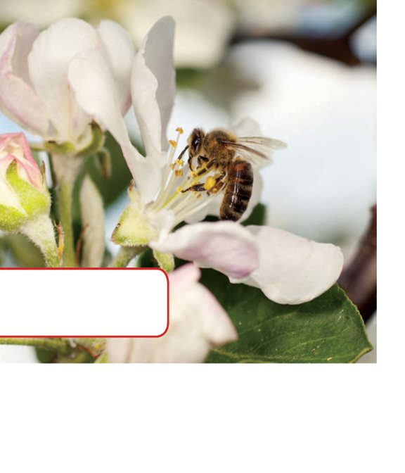 Pollen on the bees legs touches this apple blossoms carpel The pollen - photo 18