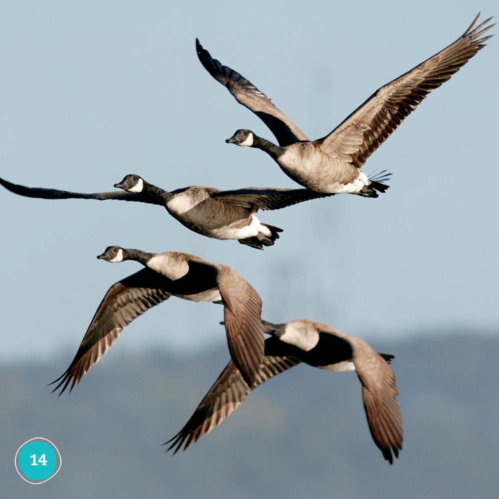 Many birds fly south They find warmer weather Fall holidays are fun - photo 14