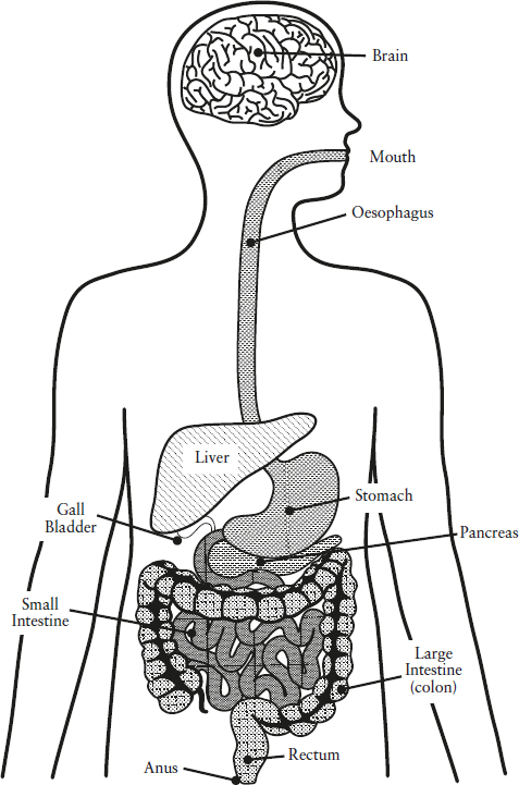 The digestive system The brain Digestion starts in the brain The brain - photo 2