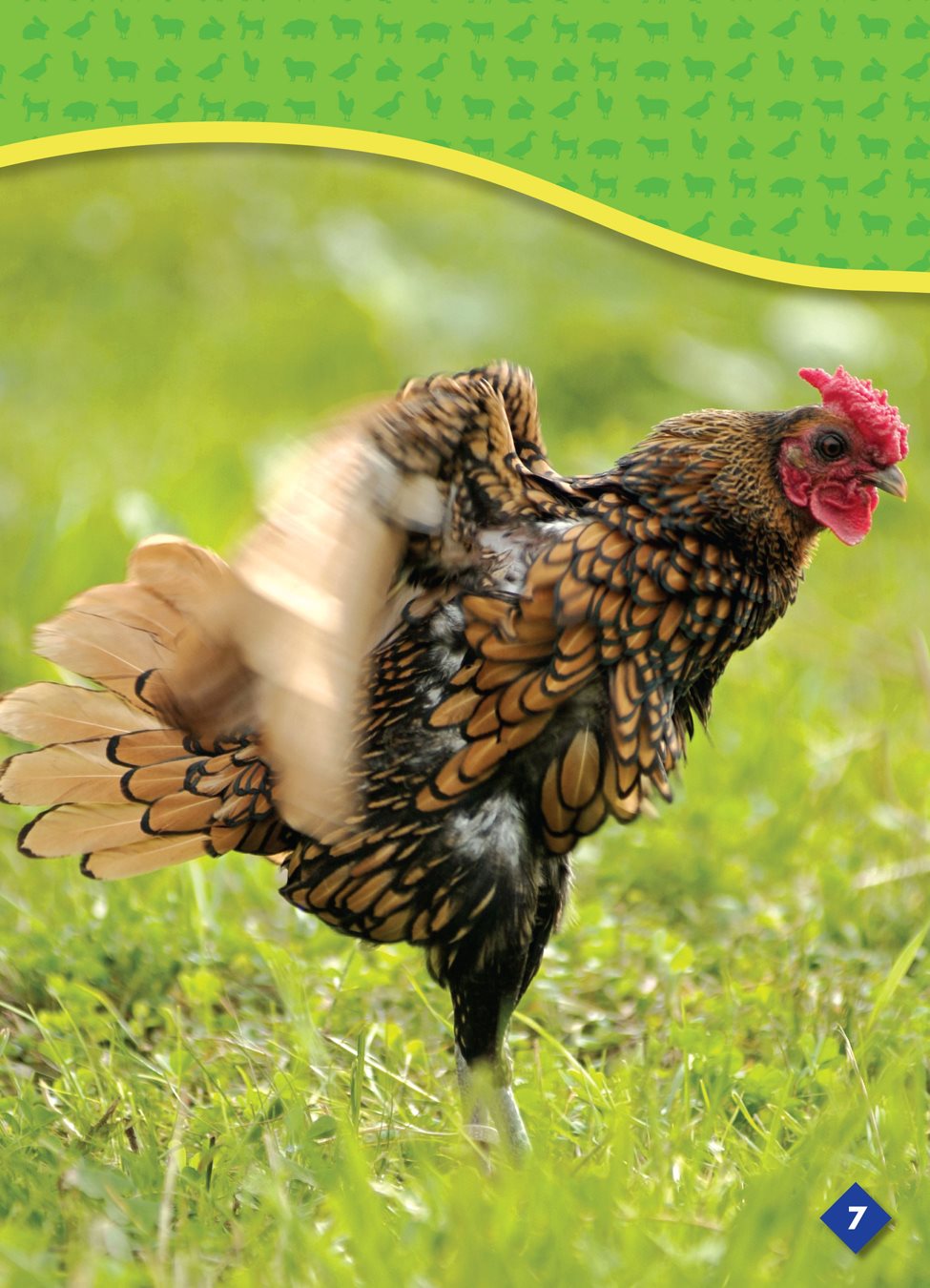 A chicken has a beak the hard pointed mouth of a bird A chicken pecks - photo 7