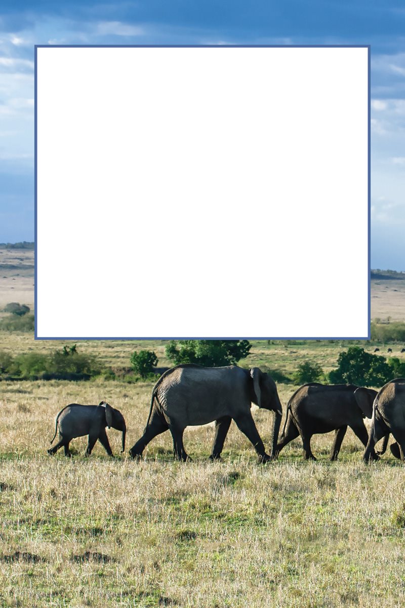 Where would you live Many elephants live in Africa on grassy plains called - photo 7