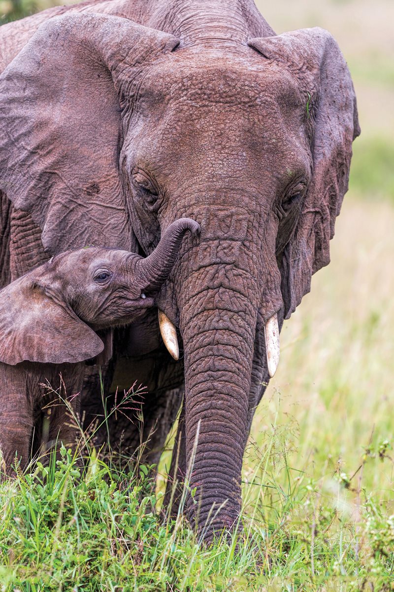 As an elephant calf grows bigger the other elephants in the herd help take - photo 12