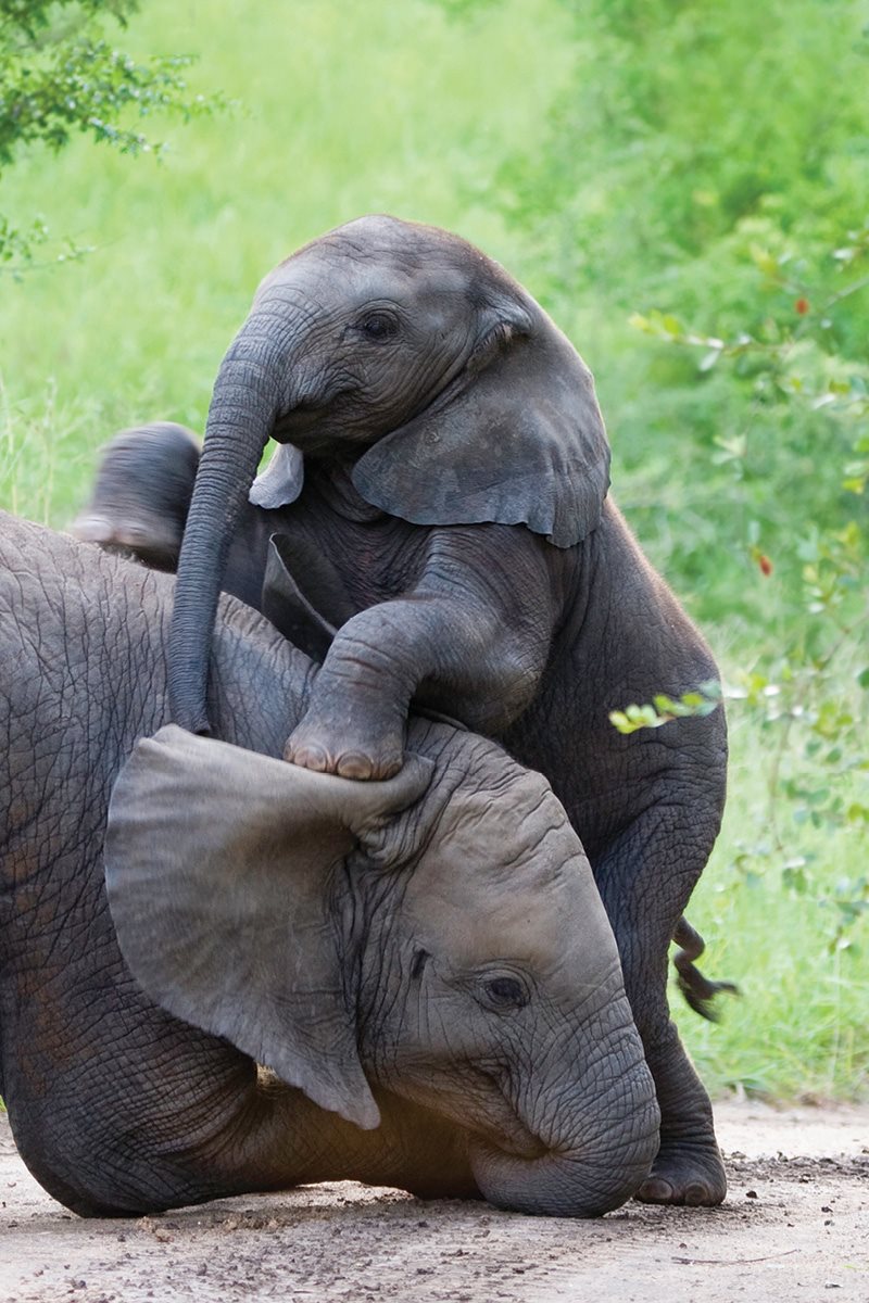 How would you talk Elephants make many sounds They can trumpet loudly to - photo 18