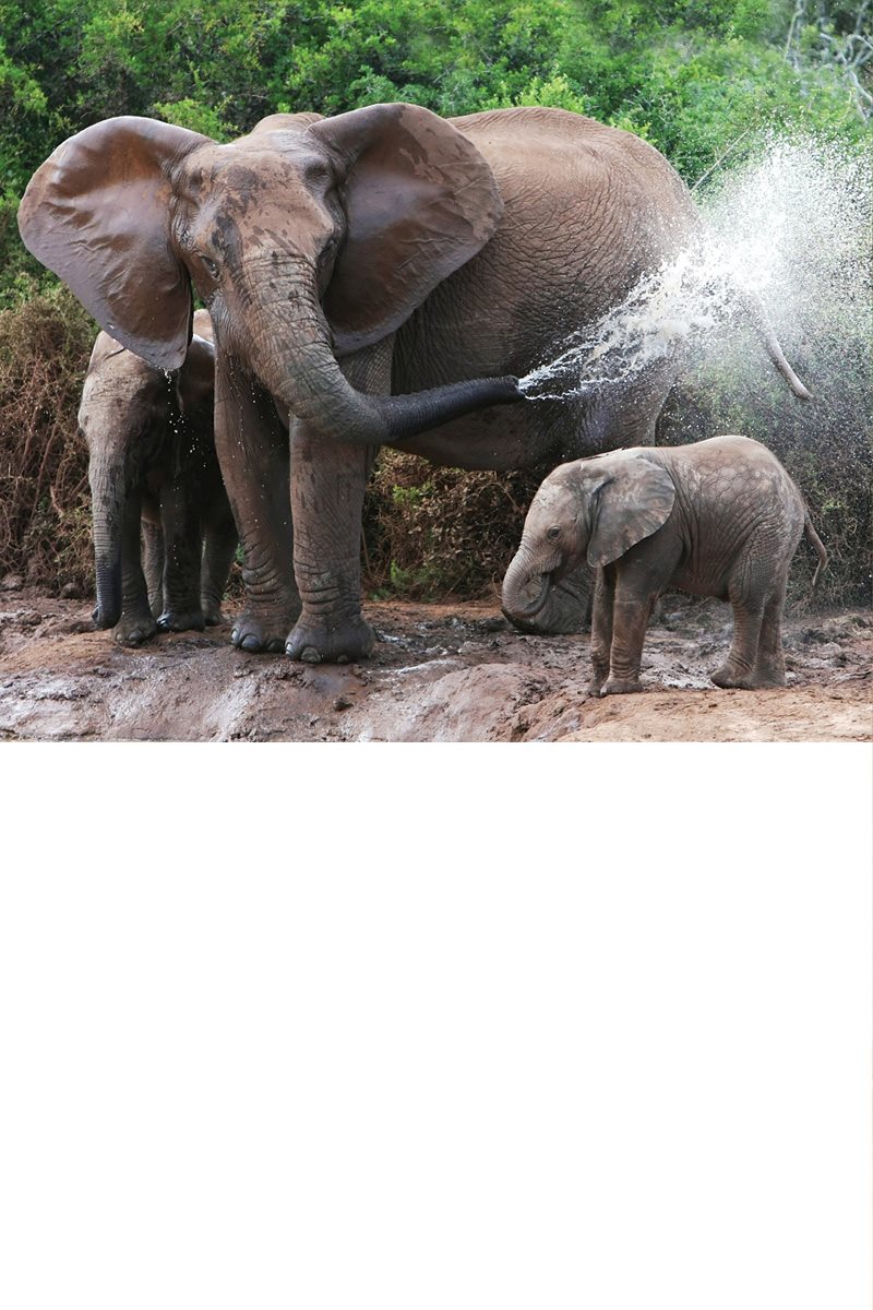 How would you wash up Elephants shower with their trunks They suck water - photo 23