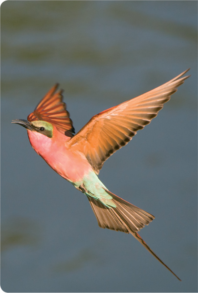 The panhandle of the Okavango offers some brilliant carmine bee-eater - photo 5