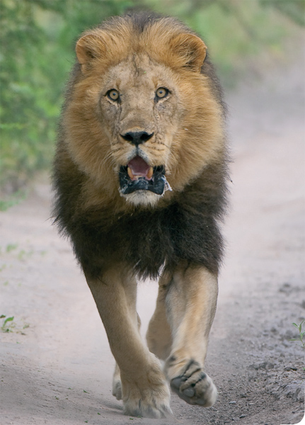 Botswana is famed for its lion population and rightly so Here a male lion is - photo 6