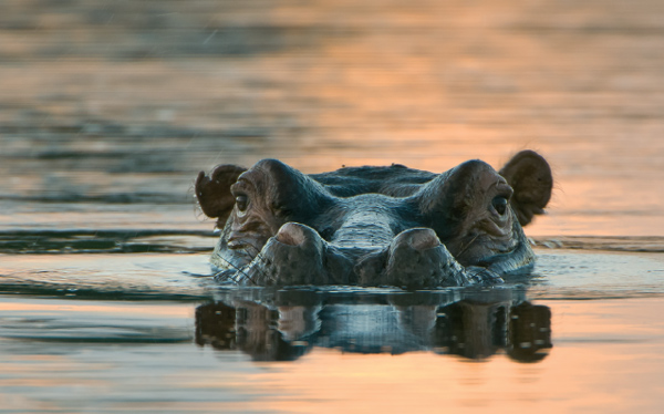 A hippo stares at the camera curiously from a pool in the Okavango Delta - photo 3