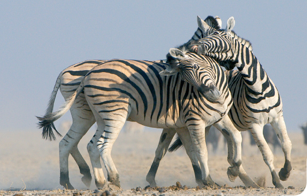 Zebra stallions fight for dominance at Andoni waterhole in Etosha To my mom - photo 4