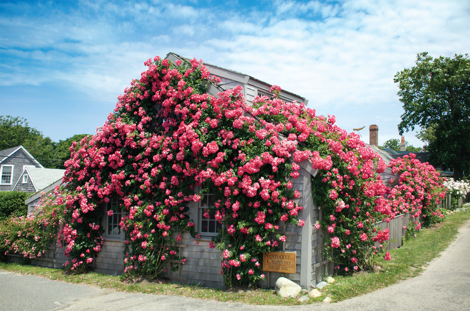 Early summer in Sconset village means roses The homes here have gardens with - photo 7