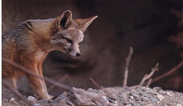 As the afternoon sun sinks in the sky a kit fox rests on a rocky ledge and - photo 6